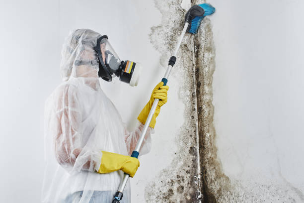 Best Mold Prevention Services  in Palermo, CA